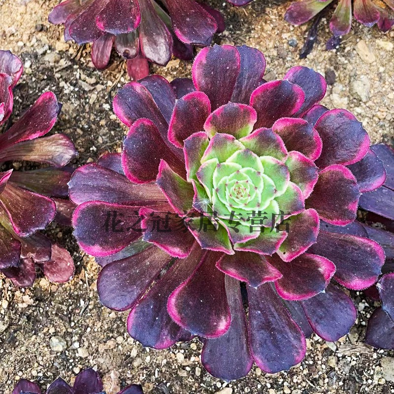 超墨法师水墨画变异多肉植物老桩红颜一物一拍花卉盆栽粉黛萤火-图0