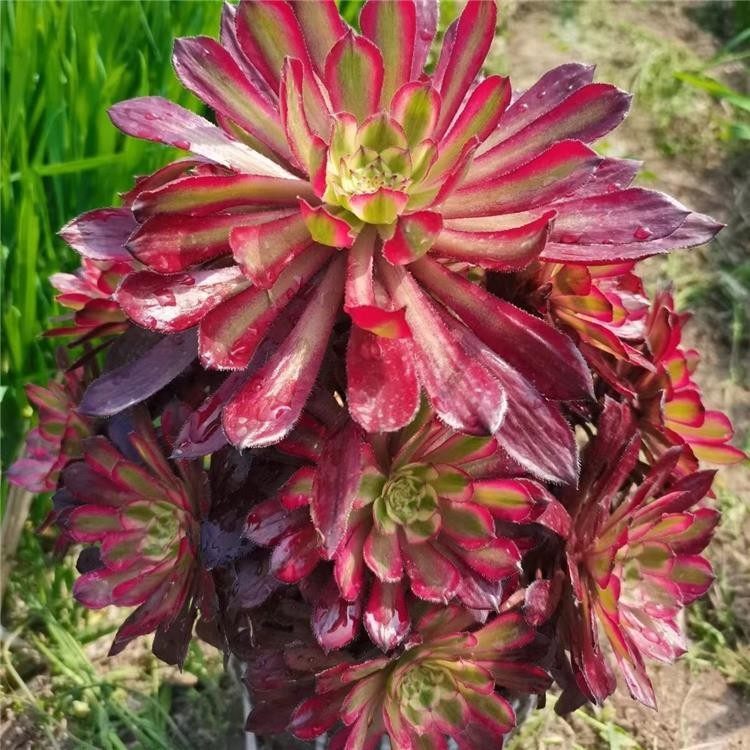 法师多肉美杜莎粉女巫倾城维纳斯烟花缀化超白铜壶锦植物老苗盆栽,淘宝优惠券,粉丝福利购,淘宝优惠卷