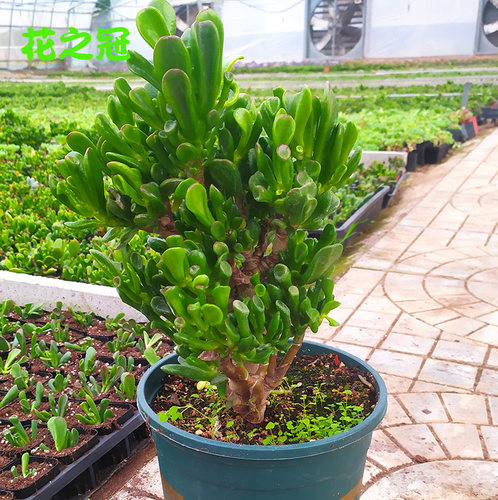 多肉绿植吸财树老桩组合盆栽超大颗含盆黄金肉肉招财猫植物玉树庄 - 图2