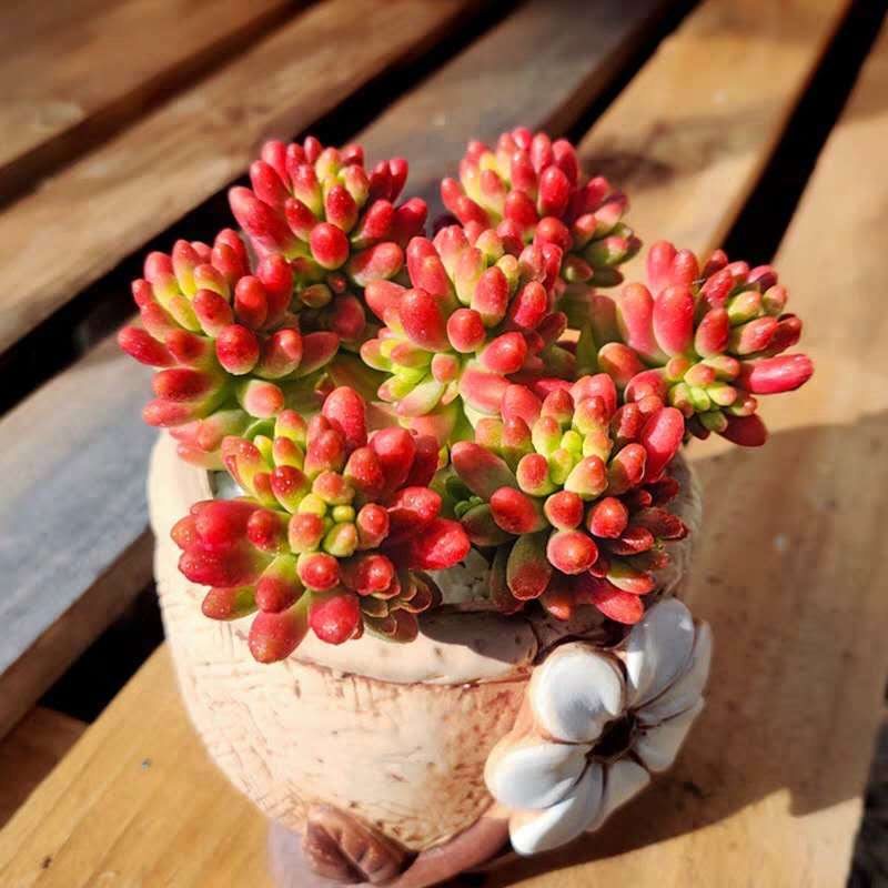 虹之玉 多肉植物老桩红浆果四季好养室内阳台桌面盆栽红色植物,淘宝优惠券,粉丝福利购,淘宝优惠卷