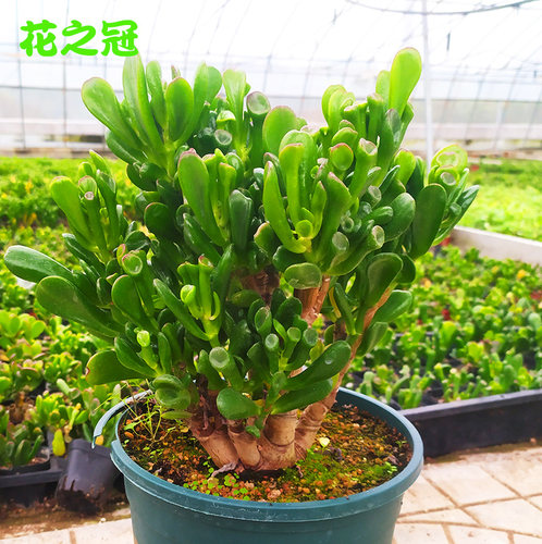 多肉绿植吸财树老桩组合盆栽超大颗含盆黄金肉肉招财猫植物玉树庄 - 图0