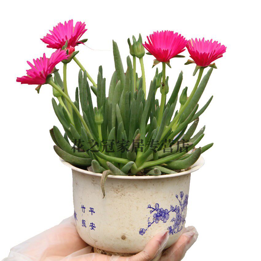 奔龙多肉植物肉肉盆栽花卉开花多肉老桩绿植稀有品种,淘宝优惠券,粉丝福利购,淘宝优惠卷