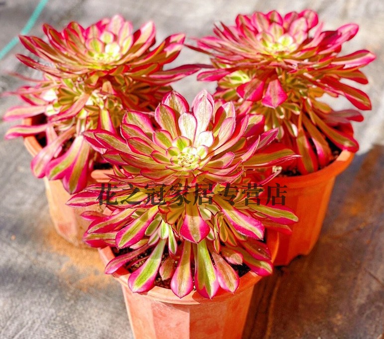 圆叶美杜莎多肉植物法师锦高级精品网红播款室内盆栽老桩木质大颗,淘宝优惠券,粉丝福利购,淘宝优惠卷