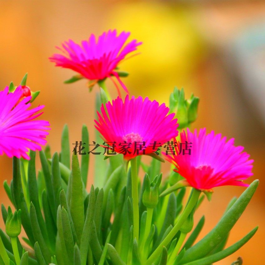 奔龙多肉植物肉肉盆栽花卉开花多肉老桩绿植稀有品种,淘宝优惠券,粉丝福利购,淘宝优惠卷