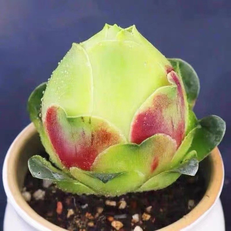 白玉鸡蛋玫瑰多肉老桩群生一物一拍山地酒杯耶罗玫瑰超发货绿色,淘宝优惠券,粉丝福利购,淘宝优惠卷