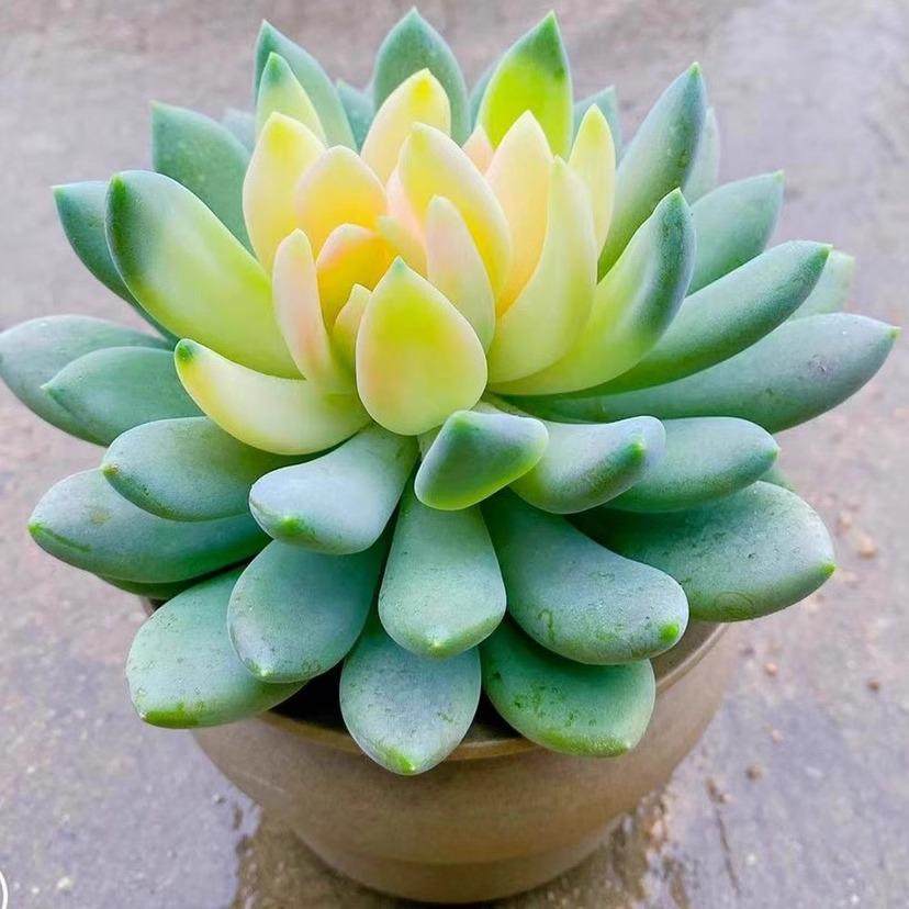 胖美人锦稀有贵货多肉植物花卉盆栽阳台绿植新手好养芦荟四季易活,淘宝优惠券,粉丝福利购,淘宝优惠卷