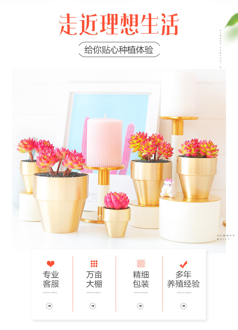 法师多肉美杜莎粉女巫倾城维纳斯烟花缀化超白铜壶锦植物老苗盆栽,淘宝优惠券,粉丝福利购,淘宝优惠卷