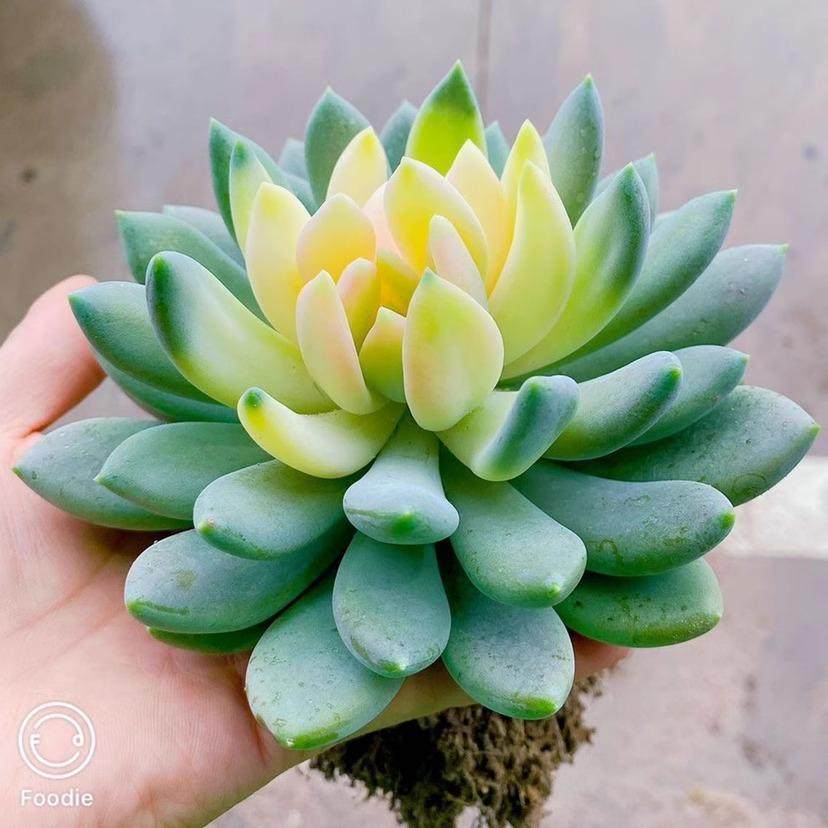 胖美人锦稀有贵货多肉植物花卉盆栽阳台绿植新手好养芦荟四季易活,淘宝优惠券,粉丝福利购,淘宝优惠卷