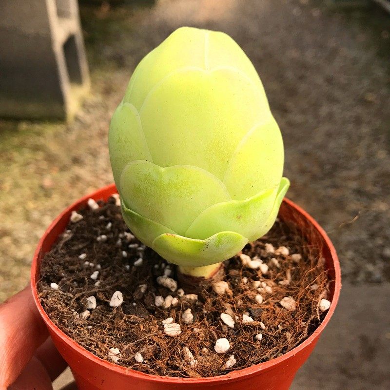 白玉鸡蛋玫瑰多肉老桩群生一物一拍山地酒杯耶罗玫瑰超发货绿色,淘宝优惠券,粉丝福利购,淘宝优惠卷