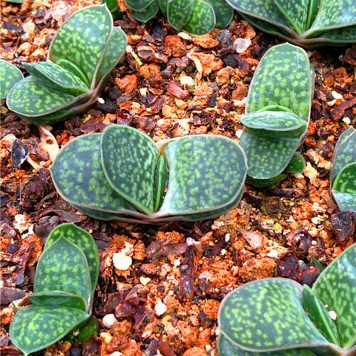 子宝多肉植物元宝花室内桌面花卉造型元宝肉肉创意盆栽花卉 - 图1