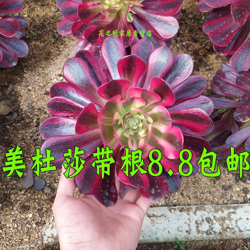 多肉植物法师多头美杜莎大棵红覆轮锦黑法师室内花卉园艺老桩盆栽 - 图1