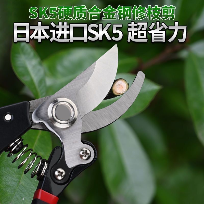 原装日本SK5进口剪子大号强力修枝剪葡萄果树剪刀树枝花木园艺剪 - 图0