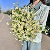 Маленькая ромашка цветок Yunnan Base Straight Net Red Little Chrysanthemum Family Office Офис цветочный цветок в бутылках.