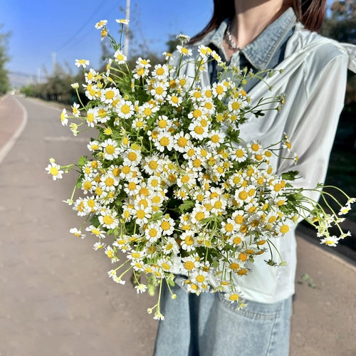Маленькая ромашка цветок Yunnan Base Straight Net Red Little Chrysanthemum Family Office Офис цветочный цветок в бутылках.