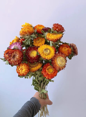 云南小雏菊干花花束客厅摆设向日葵干花真花装饰摆件ins风干