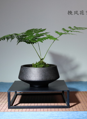 景德镇陶瓷花器蕨类植物水培中式
