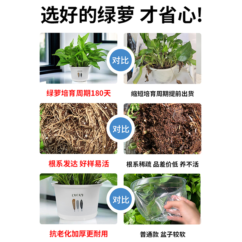 绿萝盆栽室内植物花卉绿植水培长藤垂吊大叶绿箩新房家用吸除甲醛 - 图2