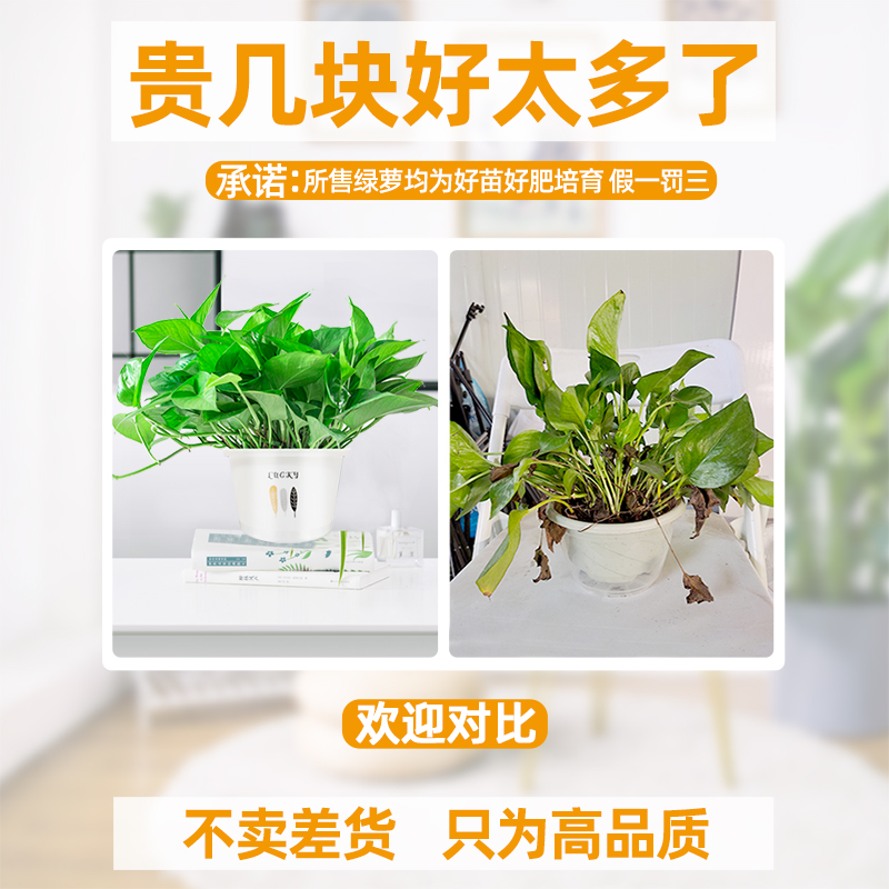 绿箩绿萝盆栽室内吸甲醛绿植除甲醛吊兰水培新房花卉植物家用长藤 - 图2