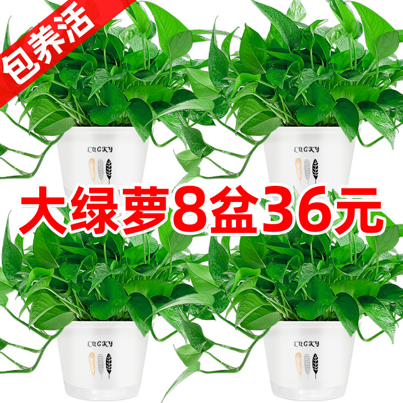 绿萝盆栽室内吸除甲醛净化空气长藤垂吊兰大绿箩植物水培花卉绿植