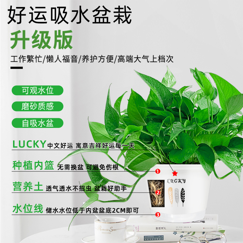 绿箩绿萝盆栽室内吸甲醛绿植除甲醛吊兰水培新房花卉植物家用长藤 - 图0