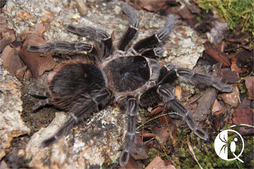 【祁one】巴西所罗门苗子公母包邮网红大型凶猛新手入门宠物蜘蛛 - 图0