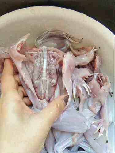 按只免费宰杀鲜活牛蛙 美蛙 大牛蛙活体牛蛙腿冷冻包邮 食用蛙 - 图1