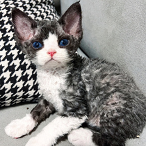 Devin Volume Mao cat young cat pure breed tiger spotted with small milk cat with no hair blue eye high IQ pet living cat cub