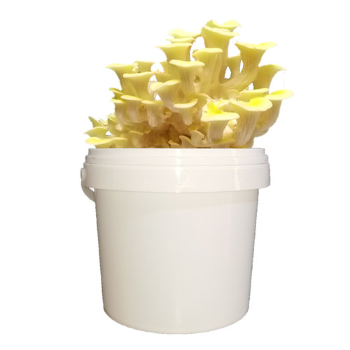 春艺新款平菇蘑菇种植桶食用菌包棒袋厨房客厅学校办公室盆栽包邮 - 图2