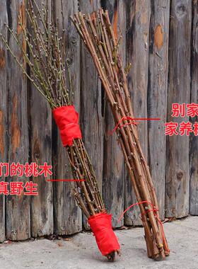 镇宅老桃木野生桃枝婴儿孕妇宝宝惊吓啼哭护身桃树枝安宅保平安