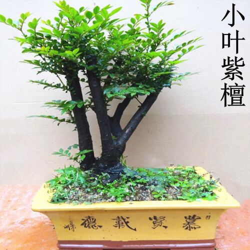 名贵小叶紫檀盆景树桩客厅室内老桩植物花卉四季常青带盆栽好包邮 - 图1