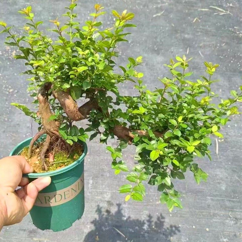 红芽雀梅盆景老桩造型花卉四季常青办公室客厅绿植室内植物,淘宝优惠券,粉丝福利购,淘宝优惠卷