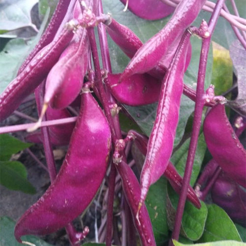红扁豆种子紫眉豆高产茶豆茬豆早熟豆角四季播紫色蔬菜种孑春季籽 - 图1