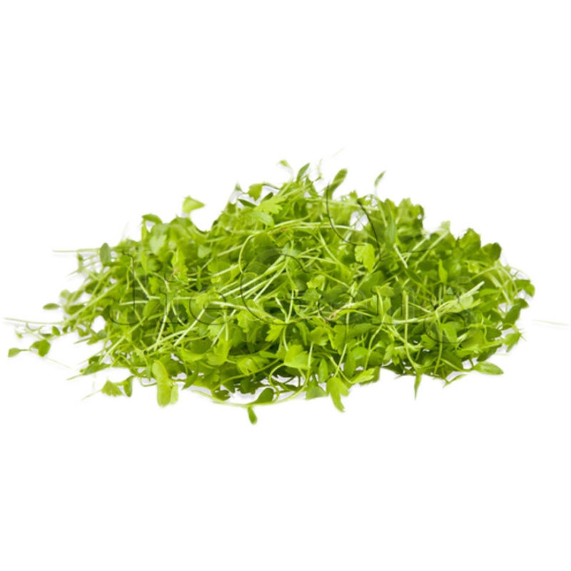 黄心芹种子 芹菜种籽  Chinese Celery Microgreens Seeds 芽苗菜 - 图3