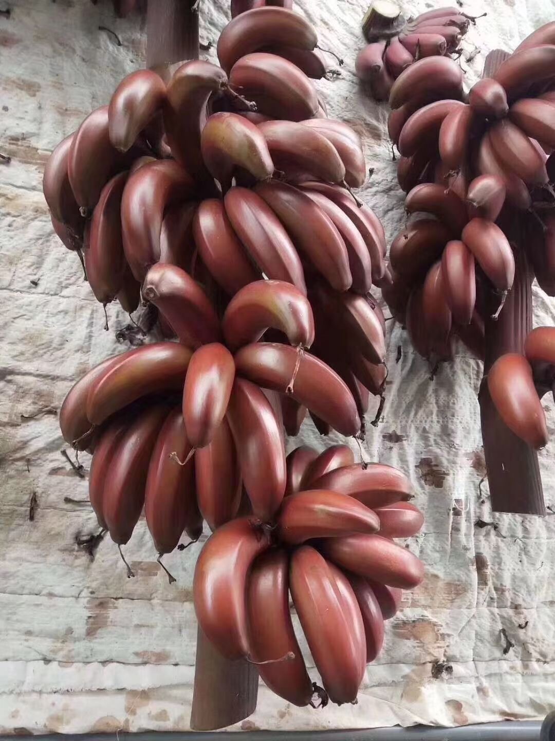 顺丰速运海南红皮美人香蕉咖啡香蕉红色香蕉10斤装-图2