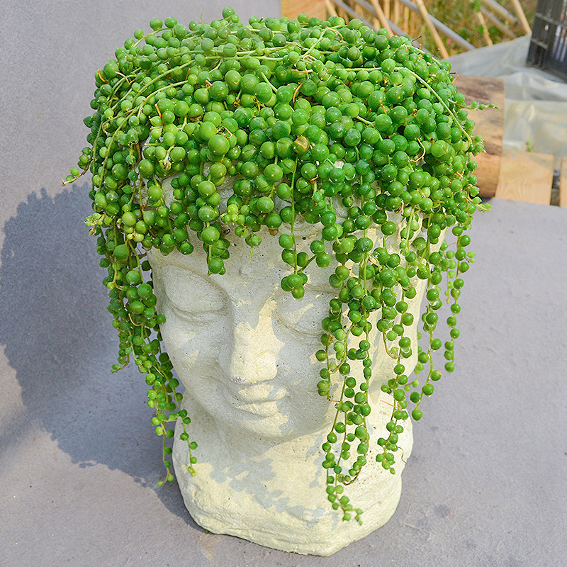 超长佛珠长藤情人泪吊兰多肉植物垂吊绿植花卉室内佛珠锦珍珠吊兰