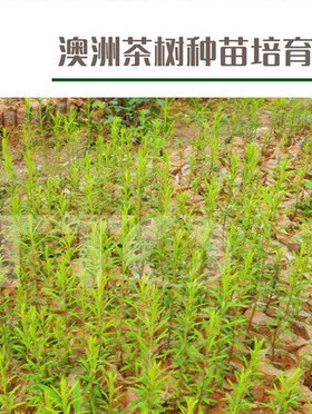 澳洲茶树500ml爽肤水喷雾精油