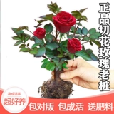 5 розовые саженцы в горшках цветочной комнате Внутренний двор зеленые растения, текущие четыре сезона цветы старая куча розовые саженцы