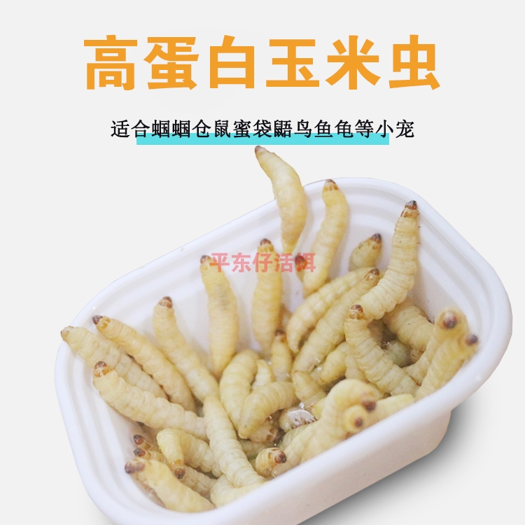 鲜活玉米虫大虫蝈蝈食饲料蝈蝈粮食蝈蝈粮喂蝈蝈食物活蟋蟀活虫饵-图2