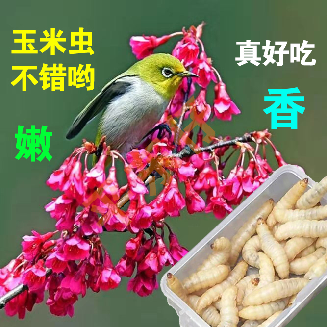 喂鸟粮食玉米虫活虫大蜡螟鱼饵宠物绣眼画眉鸟食仓鼠爬宠饲料活饵 - 图2