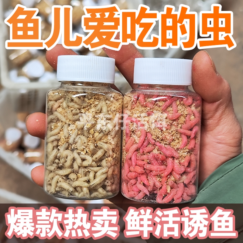 【鱼口好】钓鱼活体虫饵鲜活蛆虫白蛆红蛆蛆牙子鲫鱼斑鱼昆虫鱼饵 - 图3