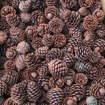 Cheap pine nuts decorations Christmas wild Songtata dried flower branches Kindergarten creative pine nuts handmade diy material