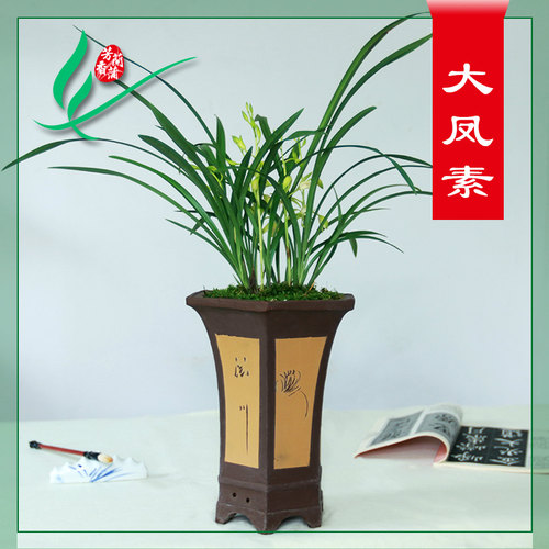 建兰四季兰花苗大凤素浓香花卉盆景栽土绿带草植物名贵花苞龙岩墨 - 图2