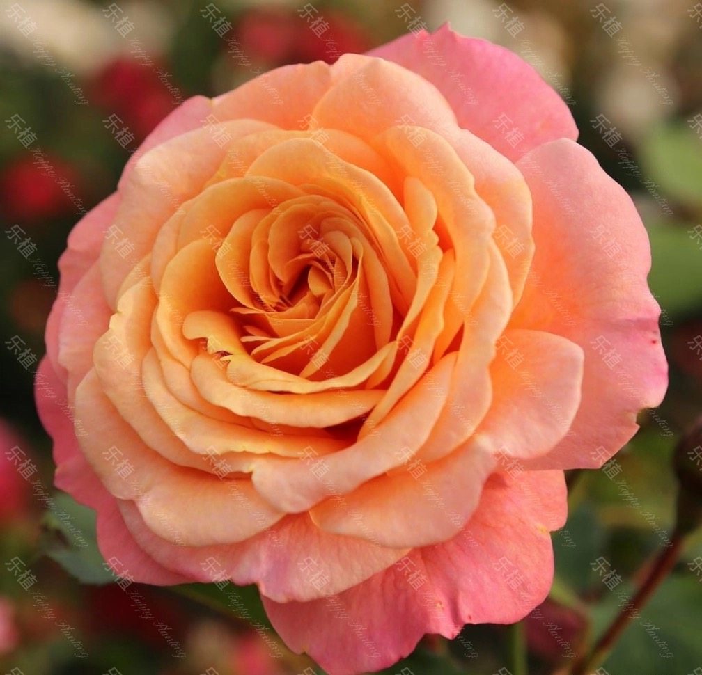 蜜桃冰淇淋月季 科德斯ADR月季 浓香抗病强小藤本,淘宝优惠券,粉丝福利购,淘宝优惠卷