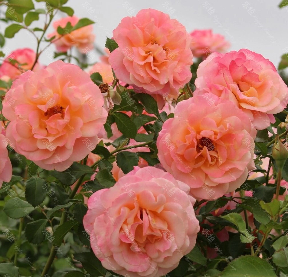 蜜桃冰淇淋月季 科德斯ADR月季 浓香抗病强小藤本,淘宝优惠券,粉丝福利购,淘宝优惠卷