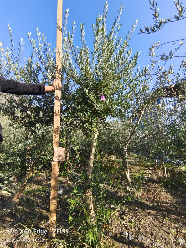 一物一拍油橄榄树盆栽大型绿植阳台庭院自然树植物四季常绿景观树 - 图0