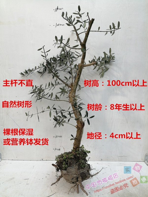 包活油橄榄树桩基地直销裸根保鲜包装带少量叶片易成活绿植盆栽 - 图1