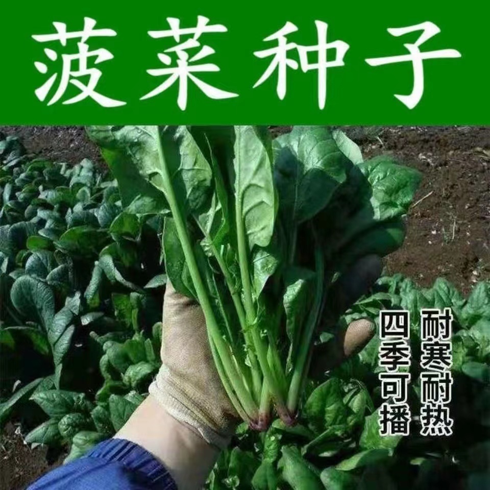 大叶菠菜种子四季蔬菜秋冬菜籽种阳台种子耐热菜种盆栽波菜孑高产 - 图1