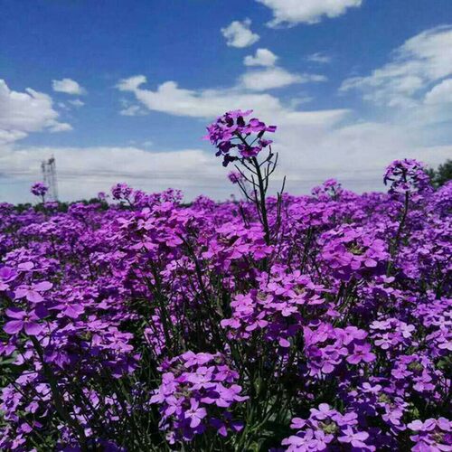 蓝香芥种子花种子四季易活花海花卉欧亚香花芥花籽庭院四季易活 - 图1