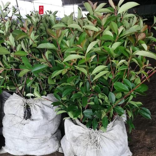 红叶石楠树苗小苗红罗宾红叶石楠球形苗庭院植物高杆行道绿化苗木 - 图1