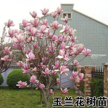 玉兰花树苗大型庭院红黄紫白玉兰树苗盆栽绿化苗木风景景观树苗 - 图0